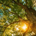 Grand Trees Take Time To Grow