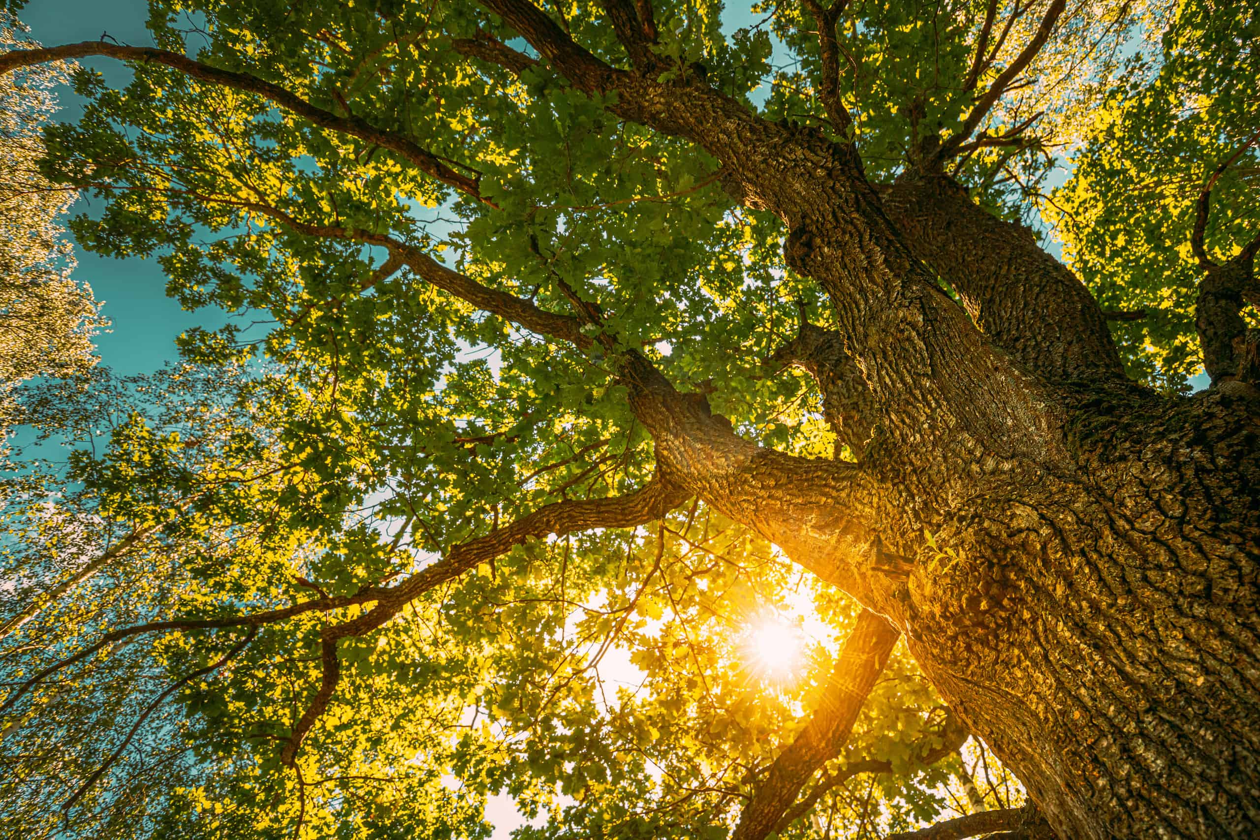 Grand Trees Take Time To Grow