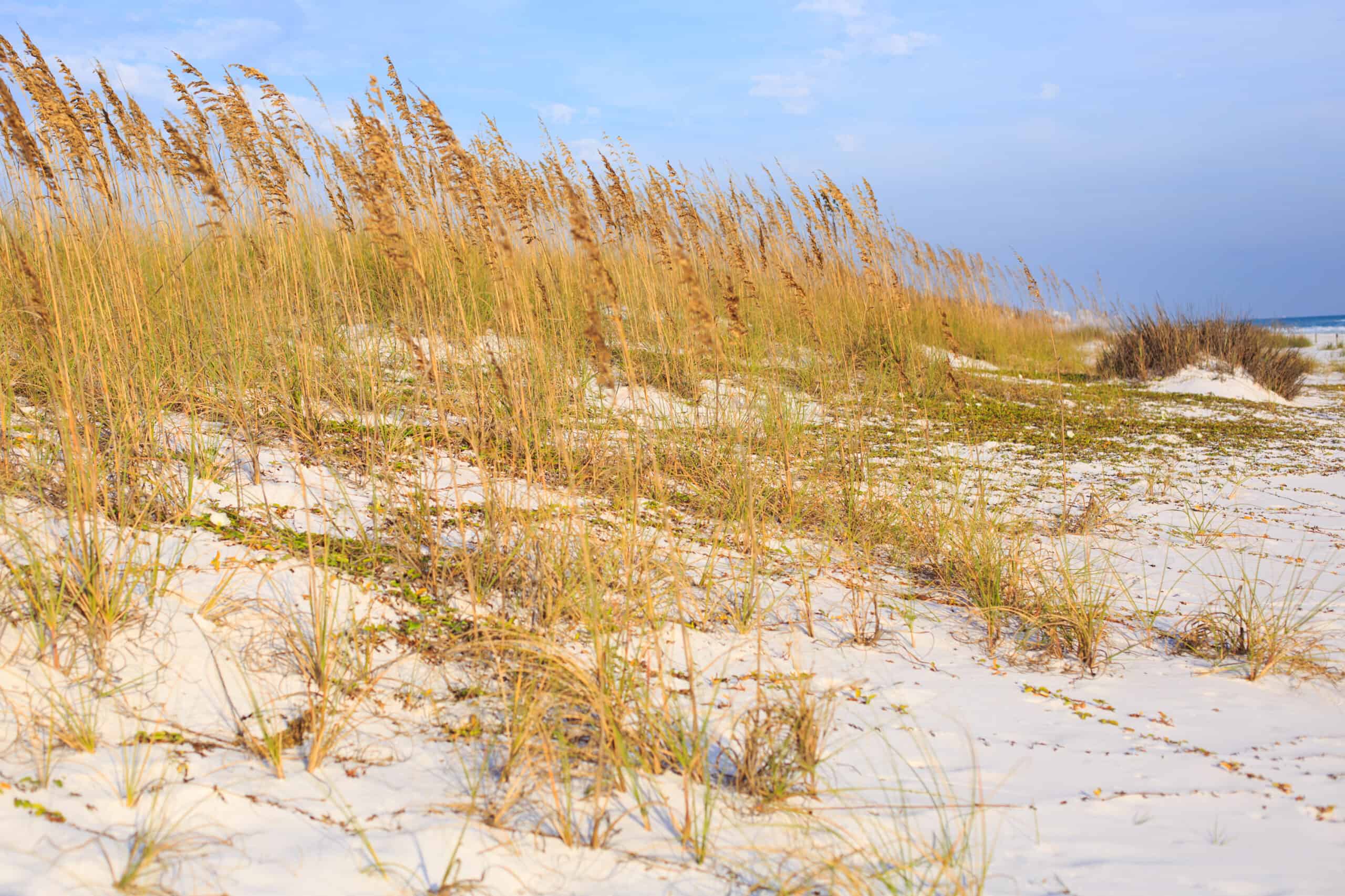 What makes Ocean Springs cheap