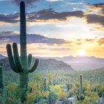#4 Arizona