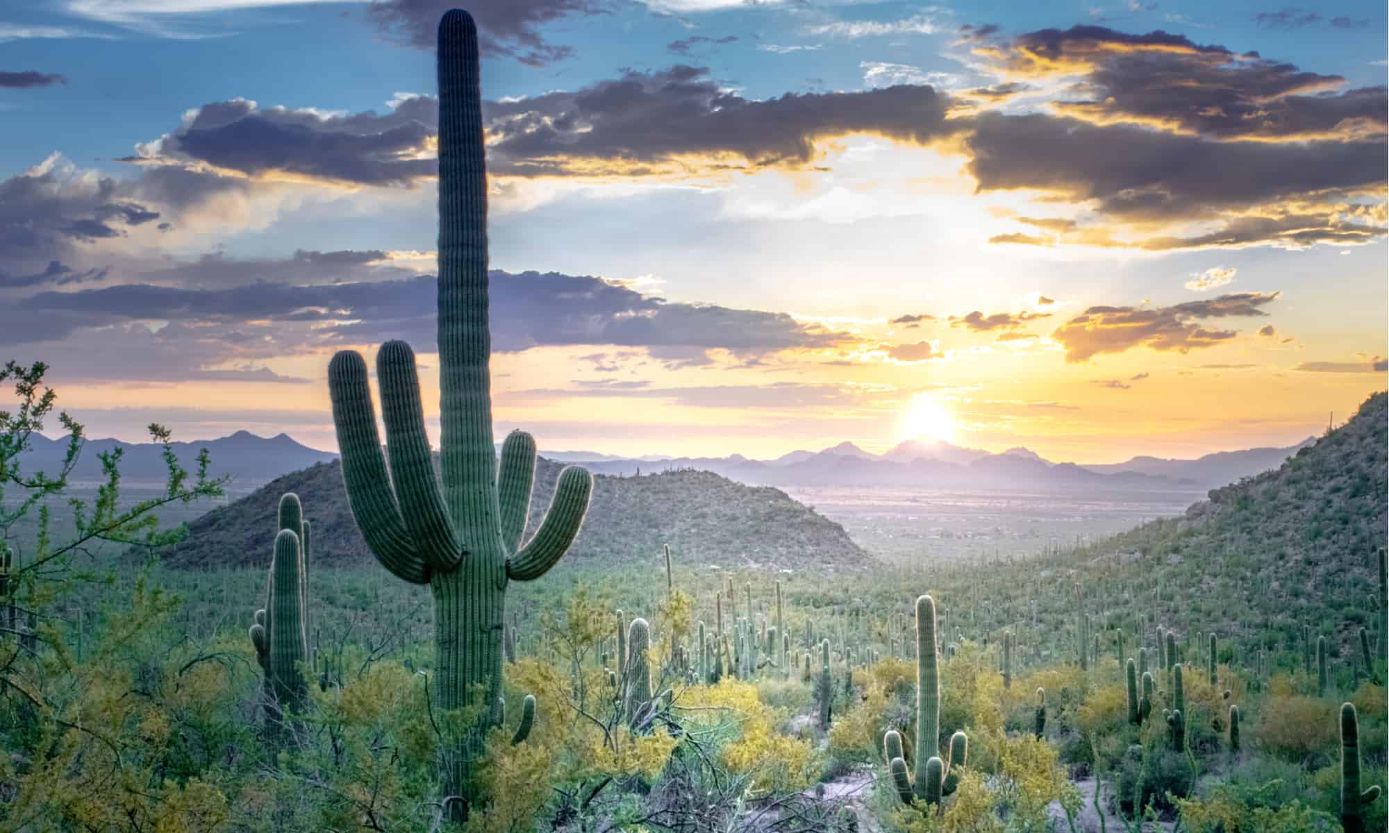 #4 Arizona