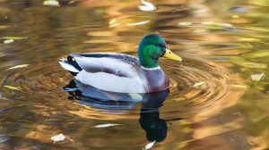 A male mallard duck with a shimmering green head, white neck band, and grey body swims on a golden-brown pond. Its reflection is visible in the water, which has subtle ripples and scattered autumn leaves.