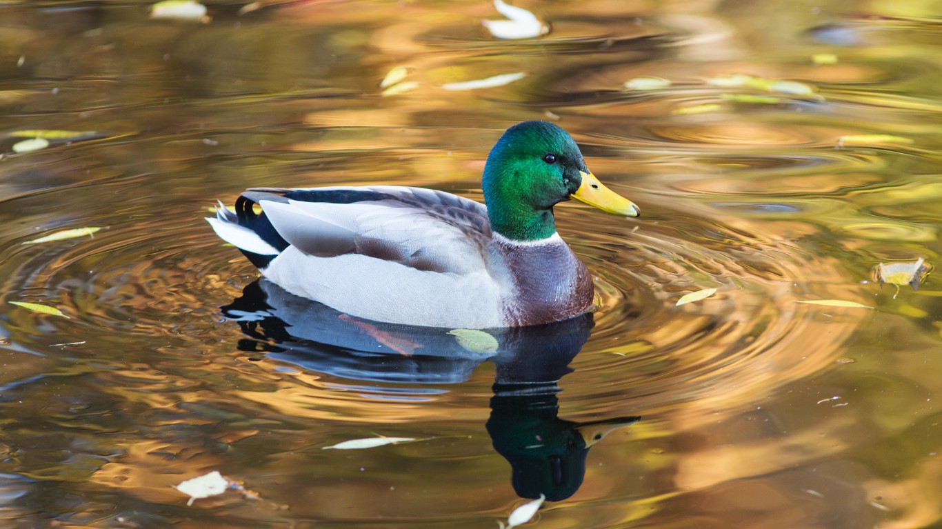 A male mallard duck with a shimmering green head, white neck band, and grey body swims on a golden-brown pond. Its reflection is visible in the water, which has subtle ripples and scattered autumn leaves.