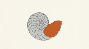 Ink illustration: a nautilus shell cut in half, its chambers growing larger along the spiral, with the newest and largest chamber in orange.