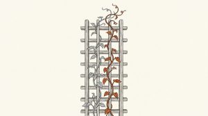 Illustration: two vines climb a wooden trellis; the orange vine is overtaking the gray one near the top